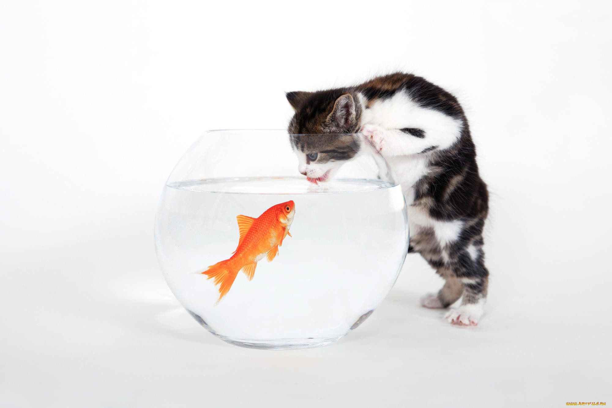 Pets fish